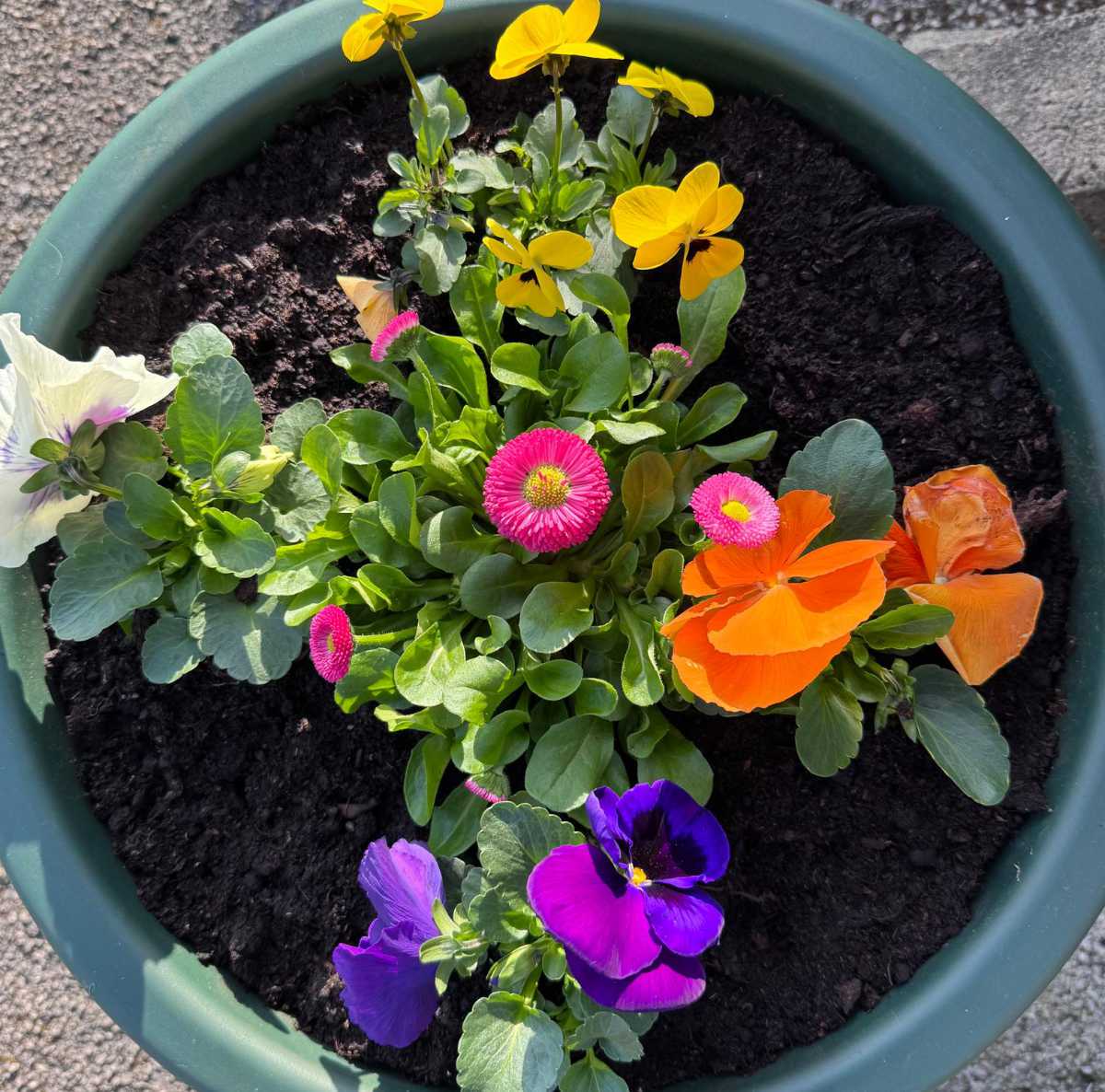 Hoole Village Hall Bowling Club Flowers March 2025