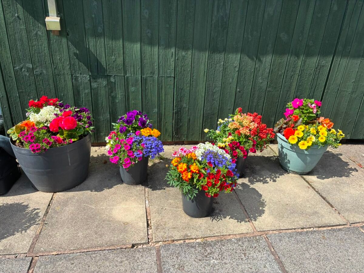 Flowers around the green